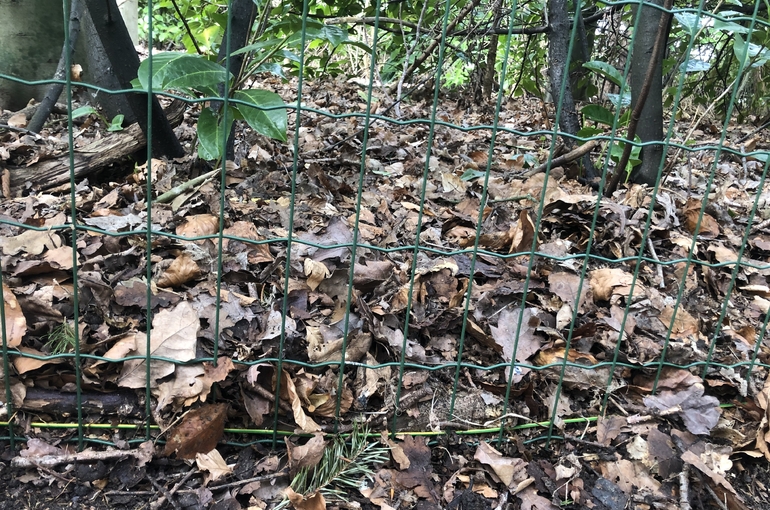 Opkuisen bladeren en wegvoeren met groenafvalcontainer 8